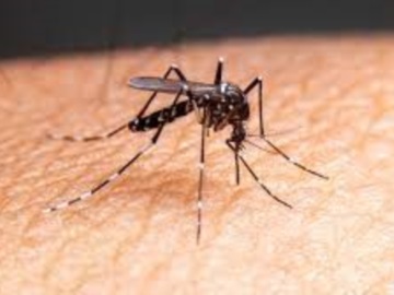 ΕΟΔΥ: Προφυλάξεις από τα κουνούπια και τον ιό του Δυτικού Νείλου