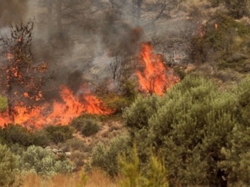 Δήμαρχος Ωρωπού στο ΑΠΕ-ΜΠΕ: Σε δασική έκταση η φωτιά, δεν κινδυνεύουν σπίτια