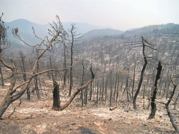Δασολόγοι: Κινδυνεύουν με κατάρρευση οι δασικές υπηρεσίες - «Τραγική υποστελέχωση»