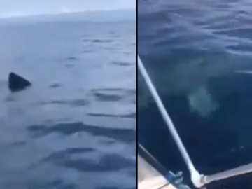 Μέθανα: Καρχαρίας «κόβει» βόλτες γύρω από καΐκι (βίντεο)