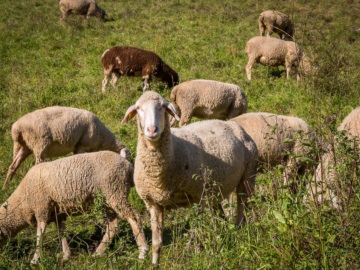 Την &quot;άκουσαν&quot; πρόβατα στον Βόλο που έφαγαν 300 κιλά κάνναβης - «Πηδούσαν πιο ψηλά από κατσίκια»