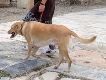 Ιταλία: Με ανάλυση DNA θα εντοπίζονται οι ιδιοκτήτες των σκύλων που αφήνουν τα περιττώματα των ζώων τους στον δρόμο