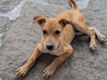 Αποτροπιασμός: Ζωοκλέφτες στην Κρήτη κρέμασαν σκυλάκι που τους έκανε χαρές..