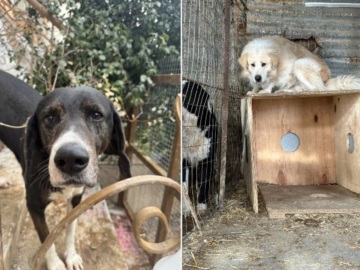 Πρόστιμα χιλιάδων ευρώ σε ιδιοκτήτρια για 54 σκυλιά