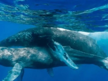 Για πρώτη φορά εντοπίζονται μεγάπτερες φάλαινες να κάνουν σεξ και το ζευγάρι ήταν δύο αρσενικά