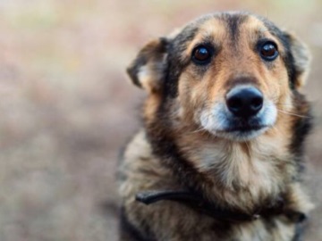 Γενναία σκυλίτσα στην Πάτρα νίκησε τον θάνατο και γέννησε τα κουτάβια της -Την είχαν βασανίσει βάναυσα για να αποβάλει