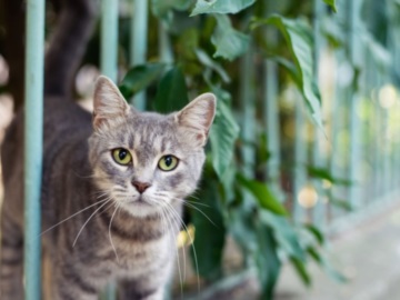 Σπέτσες: &quot;Μάχη&quot; κατά της κακοποίησης αδέσποτων δίνει ο Δήμος Σπετσών - Νέο περιστατικό με τραυματισμένη γάτα από σκάγια 